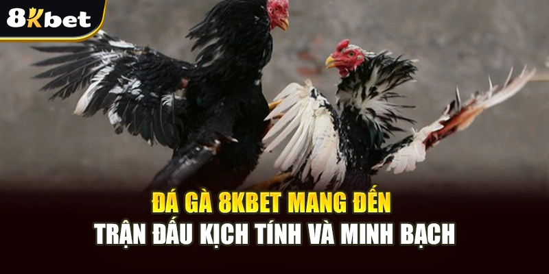 Đá Gà 8kbet – Trải Nghiệm Cá Cược Sinh Động Tại 8kbet 3 Đá gà 8kbet mang đến trận đấu kịch tính và minh bạch