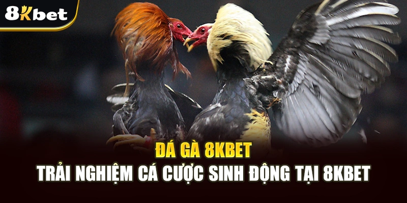 Đá Gà 8kbet – Trải Nghiệm Cá Cược Sinh Động Tại 8kbet 1 Đá Gà 8kbet – Trải Nghiệm Cá Cược Sinh Động Tại 8kbet