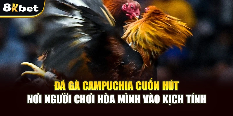 Không Khí Đá Gà Campuchia Gay Cấn, Cá Cược Uy Tín Tại 8kbet 4 Đá gà Campuchia cuốn hút, nơi người chơi hòa mình vào kịch tính