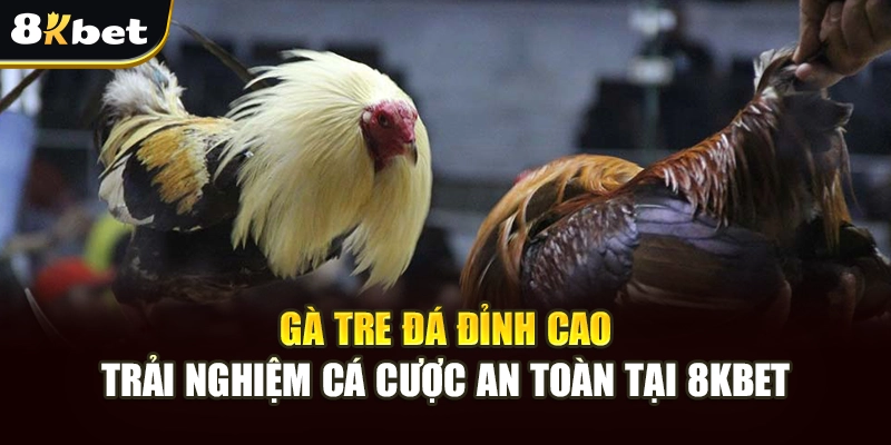 Gà Tre Đá Đỉnh Cao: Trải Nghiệm Cá Cược An Toàn Tại 8kbet 2 Gà Tre Đá Đỉnh Cao: Trải Nghiệm Cá Cược An Toàn Tại 8kbet