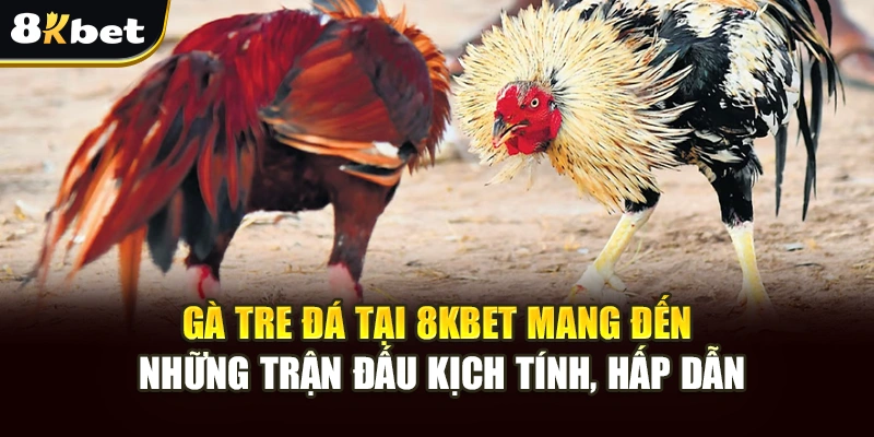 Gà Tre Đá Đỉnh Cao: Trải Nghiệm Cá Cược An Toàn Tại 8kbet 3 Gà tre đá tại nền tảng mang đến những trận đấu kịch tính, hấp dẫn
