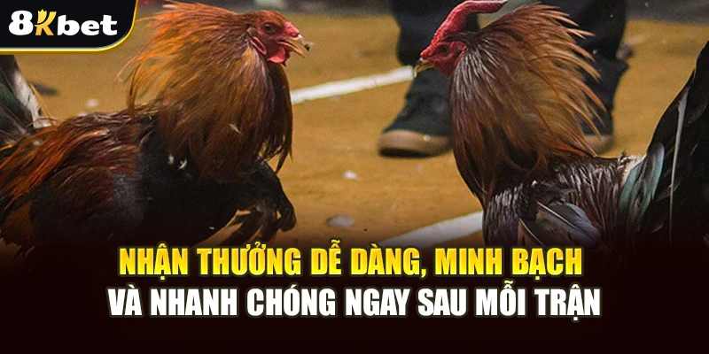 Không Khí Đá Gà Campuchia Gay Cấn, Cá Cược Uy Tín Tại 8kbet 4 Nhận thưởng dễ dàng, minh bạch và nhanh chóng ngay sau mỗi trận