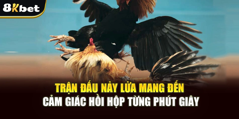 Không Khí Đá Gà Campuchia Gay Cấn, Cá Cược Uy Tín Tại 8kbet 2 Trận đấu nảy lửa mang đến cảm giác hồi hộp từng phút giây